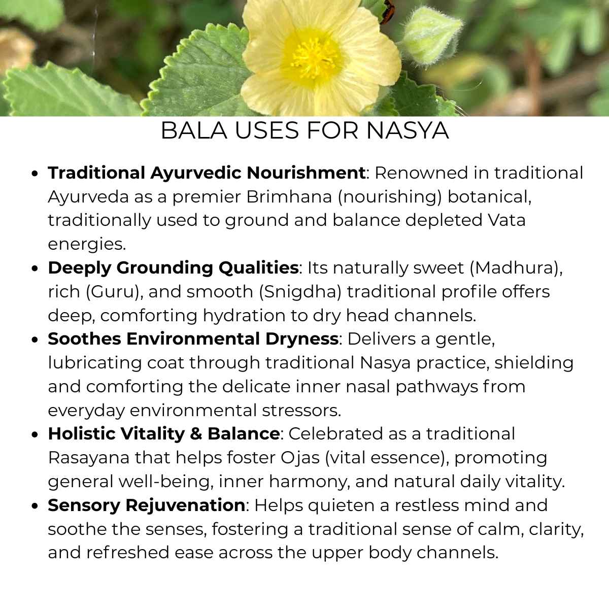 bala in nasya