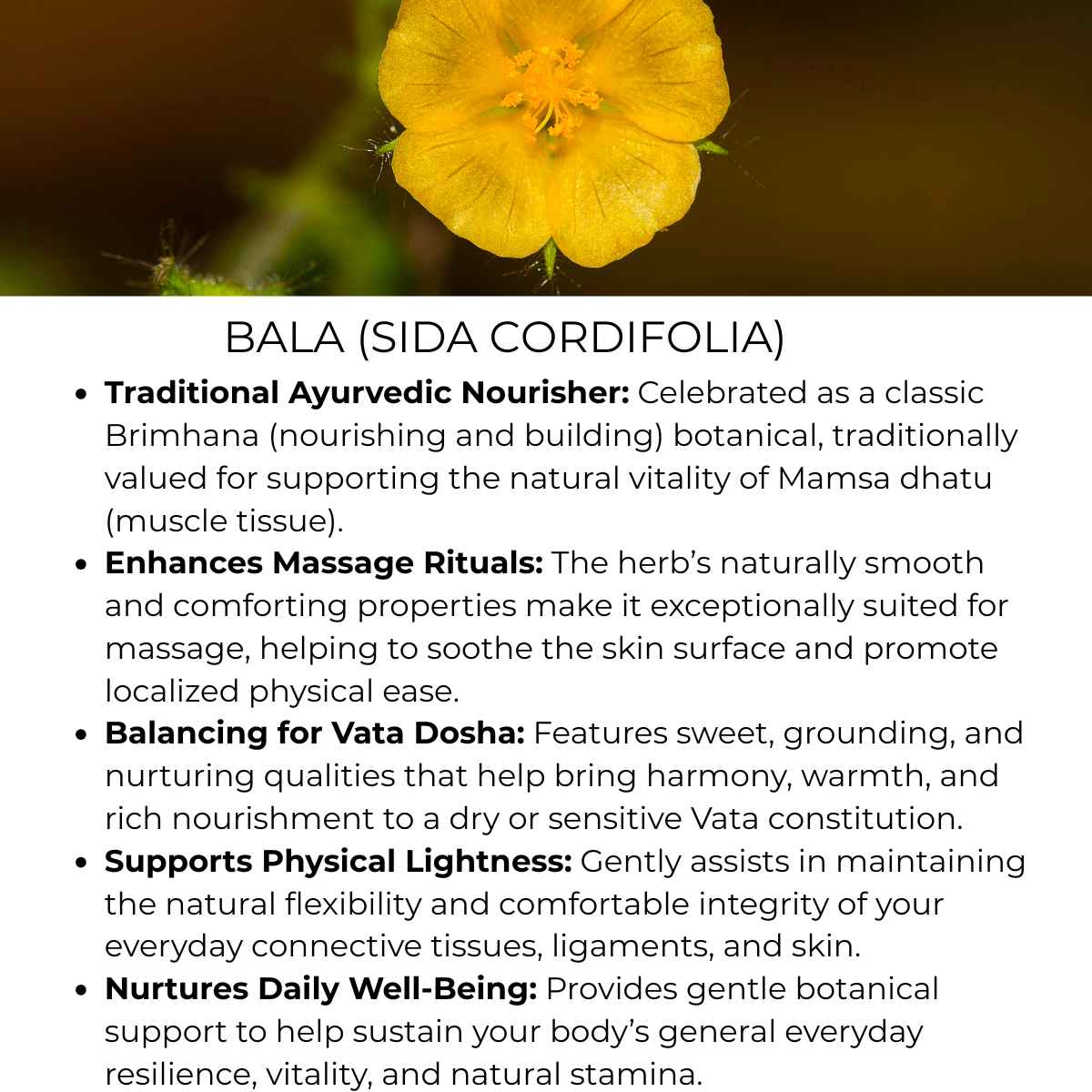 about the bala herb