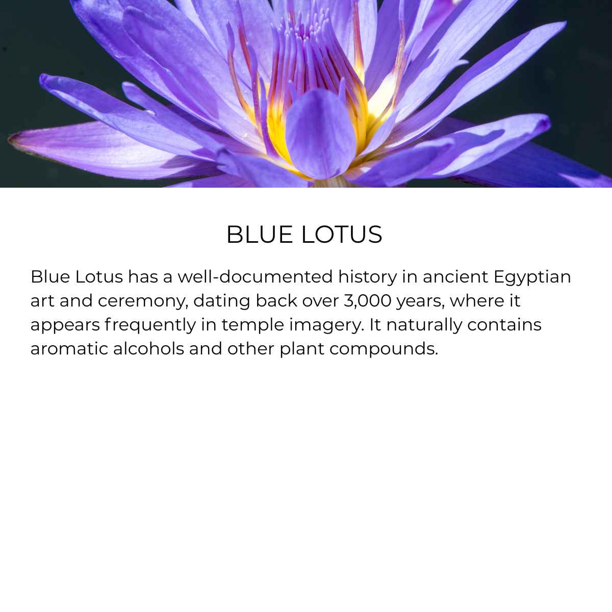 benefit of trace blue lotus