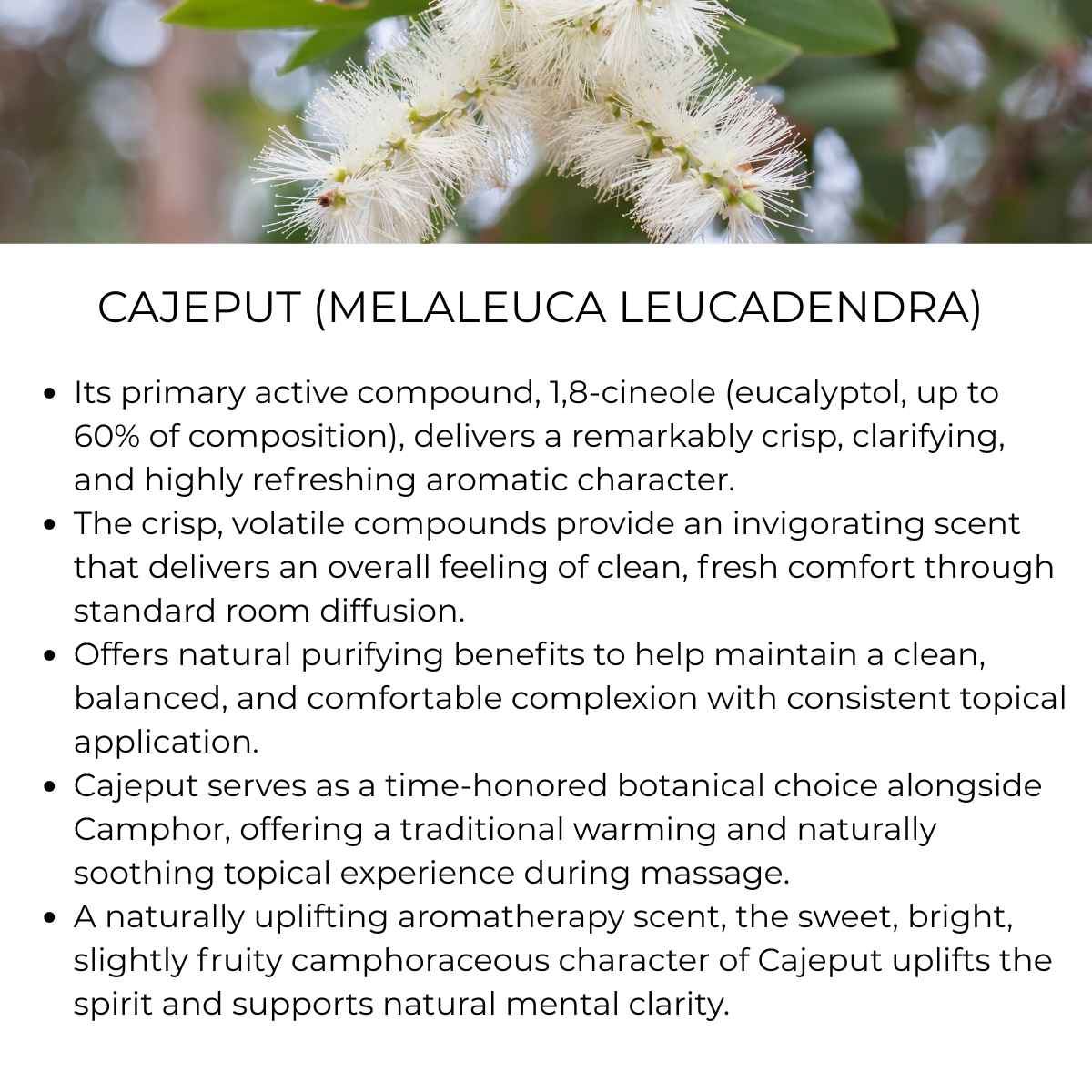 benefits of cajeput herb