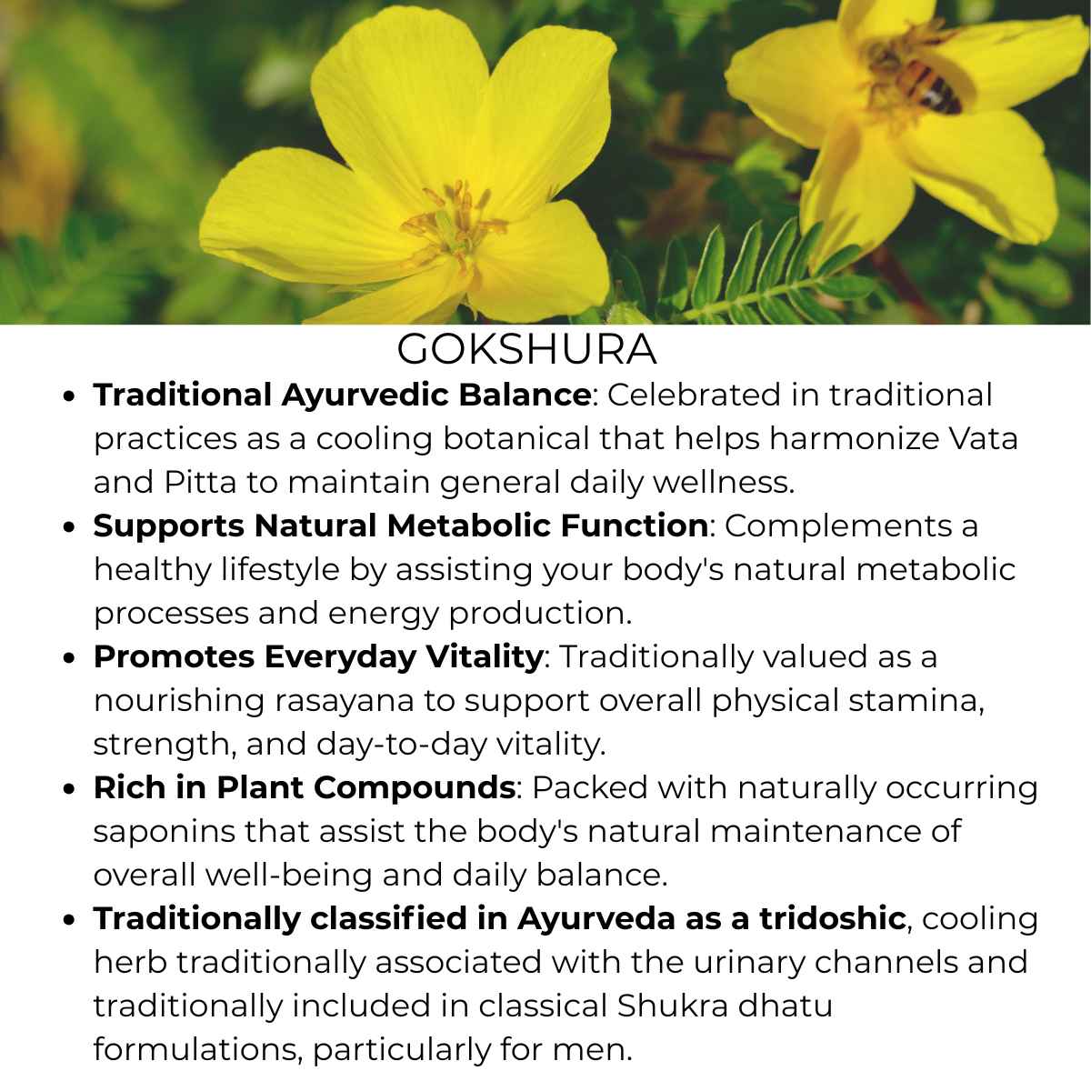 benefits of gokshura herb