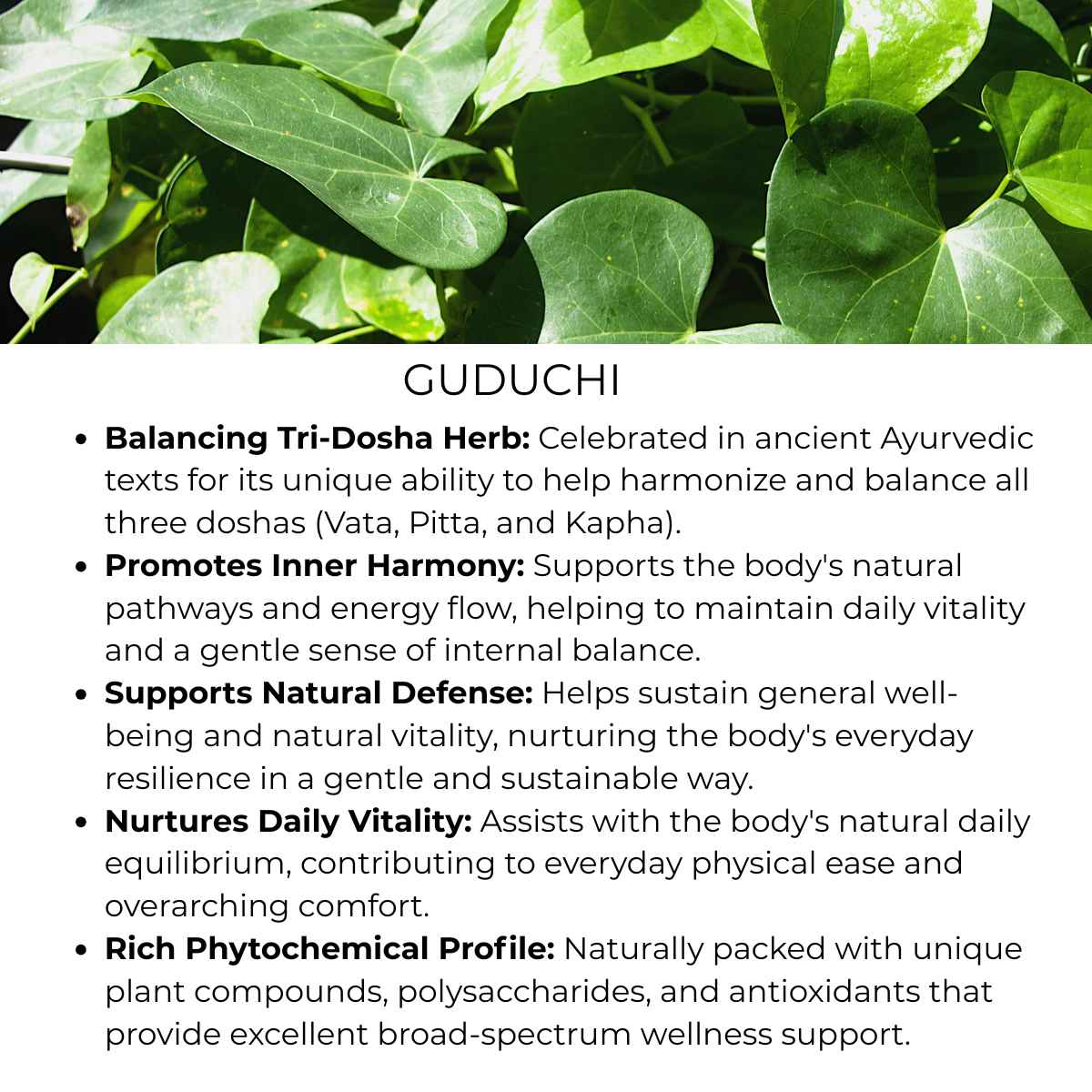 benefit of guduchi herb