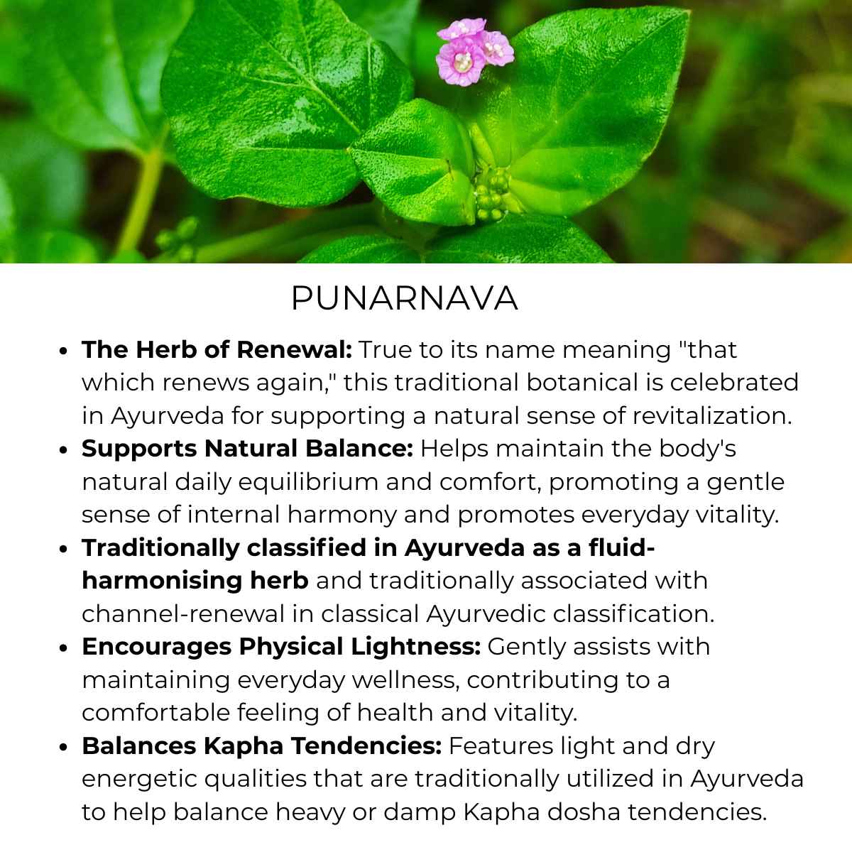benefit of punarnava herb